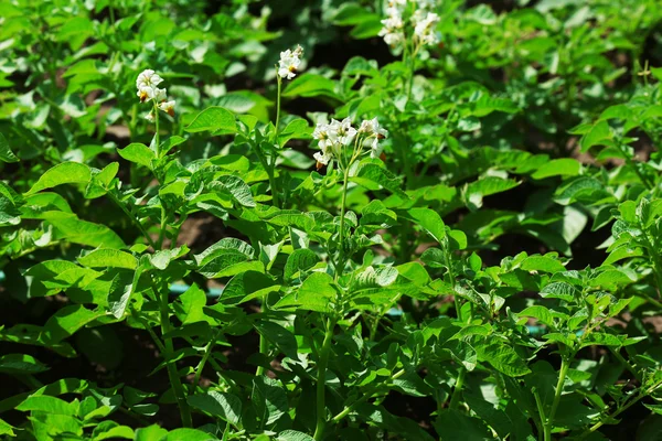 Aardappel plantage achtergrond — Stockfoto