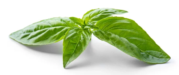 Green fresh basil isolated in white — Stock Photo, Image