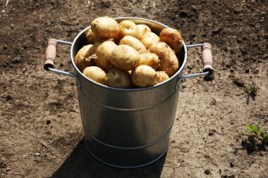 New potatoes in metal bucket