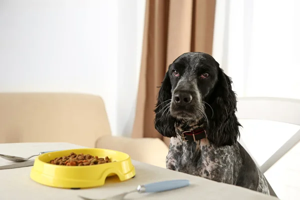 Hond plaat van brokjes kijken — Stockfoto