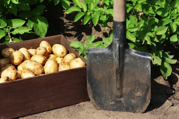 New potatoes in wooden crate near shovel — Stock fotografie