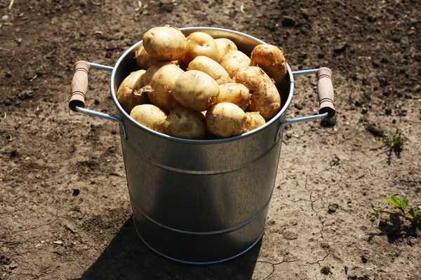 Нова картопля в металевому відрі — стокове фото