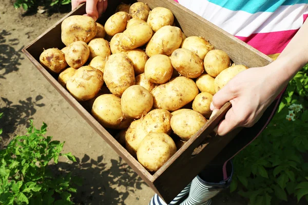 Vrouwelijke handen met nieuwe aardappelen — Stockfoto