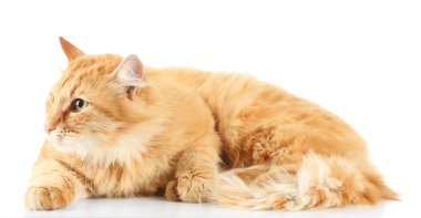 Kırmızı kedi beyaz arkaplanda izole edildi