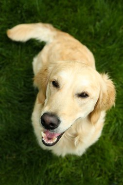 Yeşil çimenlerin üzerinde açık havada oturma sevimli labrador