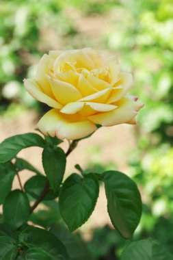 Yeşil Bush güzel gül