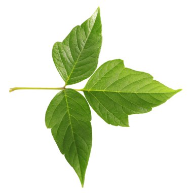 yeşil yaprak beyaz üzerinde izole