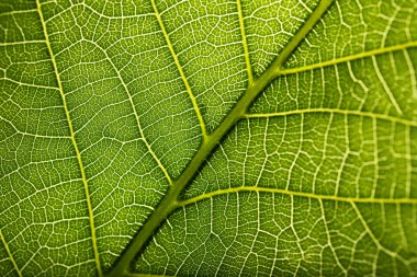 Yeşil yaprak, kapat