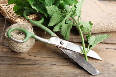 Melisa ip ve makas ile yaprakları üzerinde ahşap masa, portre