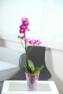 güzel Lila orkide