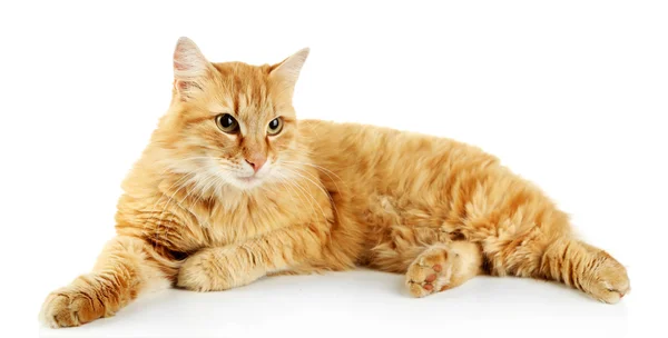 Gato rojo aislado sobre fondo blanco — Foto de Stock