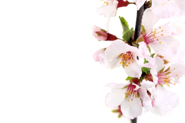 Flowering branch isolated on white — Stock Photo, Image