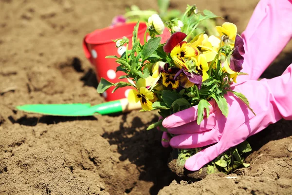 Mani femminili in guanti rosa piantare fiori, primo piano — Foto Stock