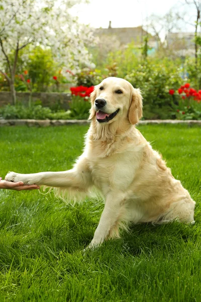 Hundepfote und menschliche Hand beim Händeschütteln im Freien — Stockfoto