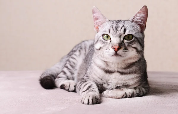 Красива кішка на бежевому фоні — стокове фото