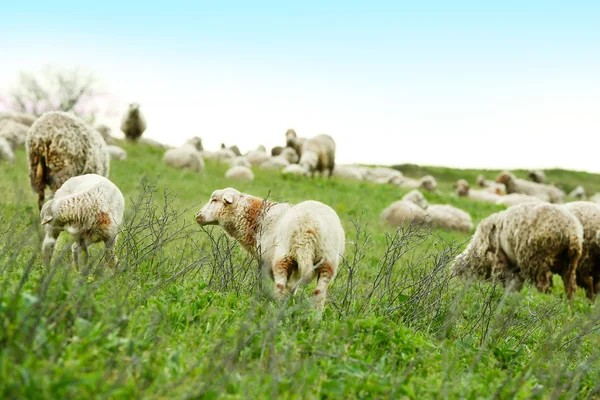 Ovelhas pastando no prado — Fotografia de Stock