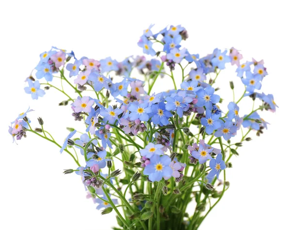 Olvídame de las flores, aisladas en blanco —  Fotos de Stock
