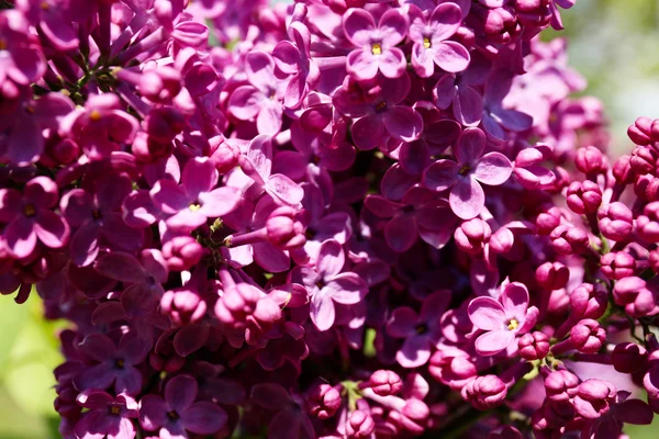 Gyönyörű lila közelről — Stock Fotó