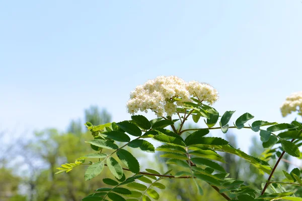 Rama floreciente del rowan tree sobre fondo azul del cielo —  Fotos de Stock