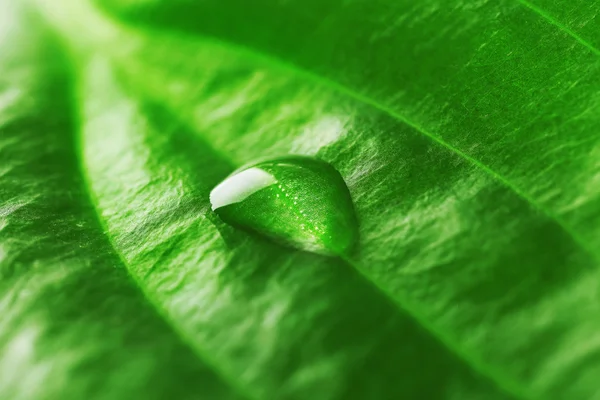 Groene blad met druppel, close-up — Stockfoto