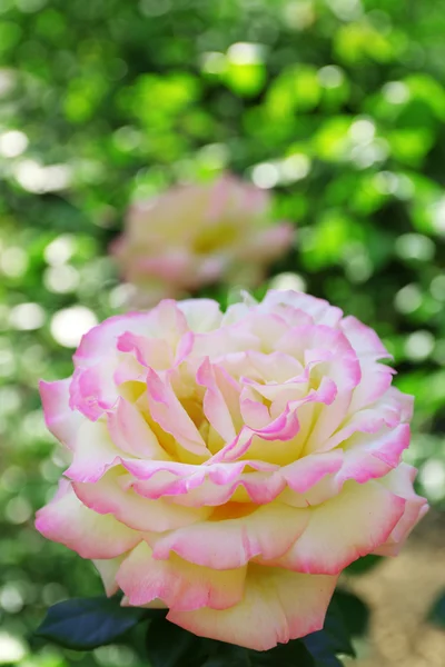 Mooie roos op groene bush — Stockfoto
