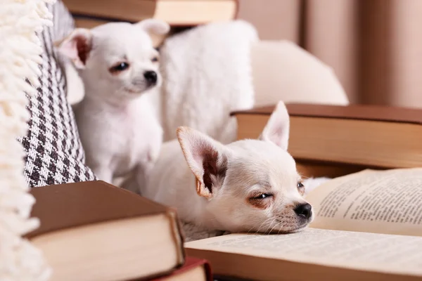 Adorables perros chihuahua —  Fotos de Stock