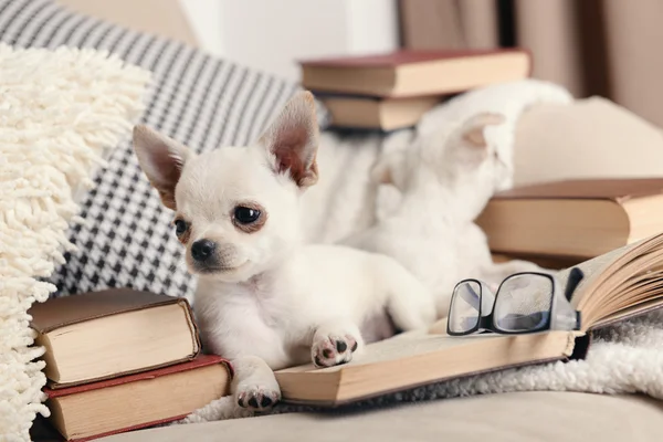 Adorable chihuahua dogs — Stock Photo, Image