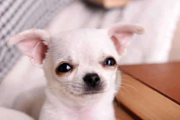 Adorabile chihuahua cani — Foto Stock