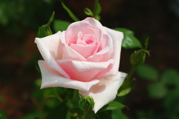 Beautiful roses on green bush — Stock Photo, Image