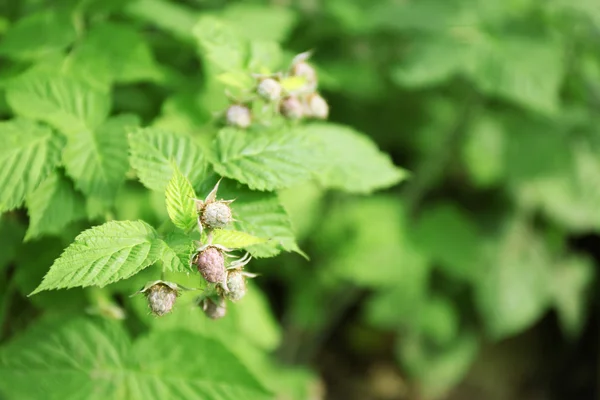 Lampone acerbo appeso al cespuglio con foglie verdi fresche — Foto Stock