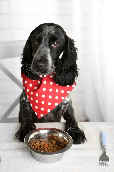 Hond plaat van brokjes kijken op eettafel — Stockfoto