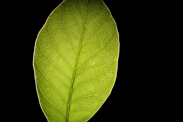 Folha verde no fundo preto — Fotografia de Stock