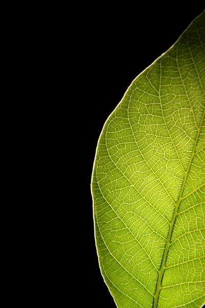 Green leaf on black background — Stock Photo, Image