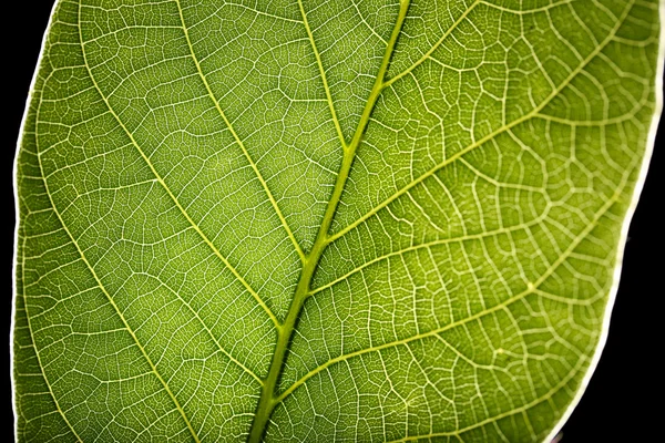 Foglia verde da vicino — Foto Stock