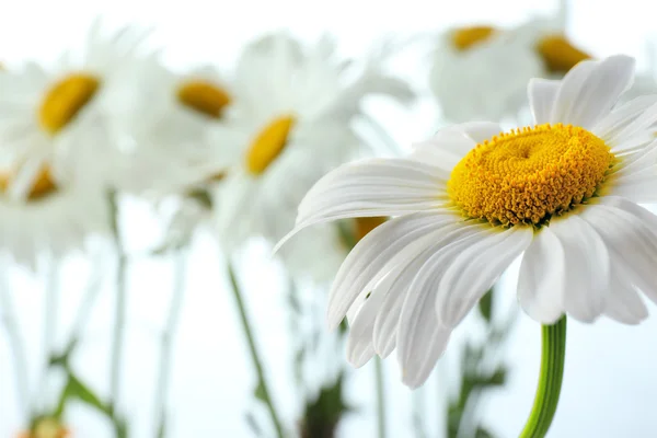 Primer plano de hermosas flores de manzanilla —  Fotos de Stock