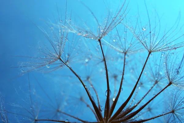 Beautiful dandelion with water drops on blue background — Stock Photo, Image