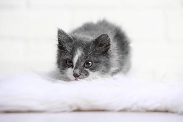 Gatinho cinza bonito no tapete no chão em casa — Fotografia de Stock