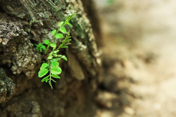 Plante poussant à travers le tronc de l'arbre — Photo