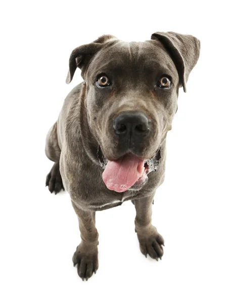 Cane corso italiano hond, geïsoleerd op wit — Stockfoto