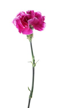 Mor karanfil beyaz izole