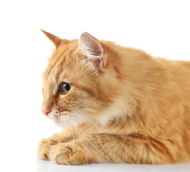 Kırmızı kedi beyaz arkaplanda izole edildi