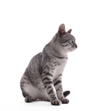 Güzel kedi bembeyaz