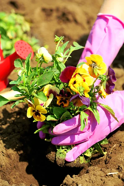 Mãos femininas em luvas rosa plantando flores, close-up — Fotografia de Stock