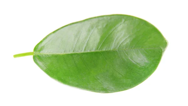 Green leaf isolated on white — Stock Photo, Image