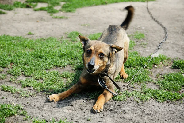 Mongrel on chain in yard — 图库照片