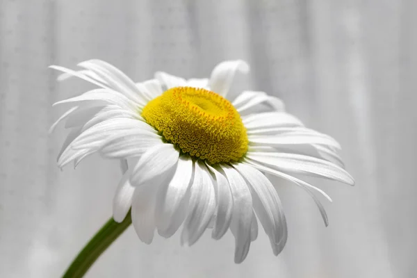 Prachtige daisy op stof achtergrond — Stockfoto