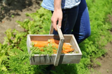 Yeni taze havuç Bahçe ahşap sepeti ile eller