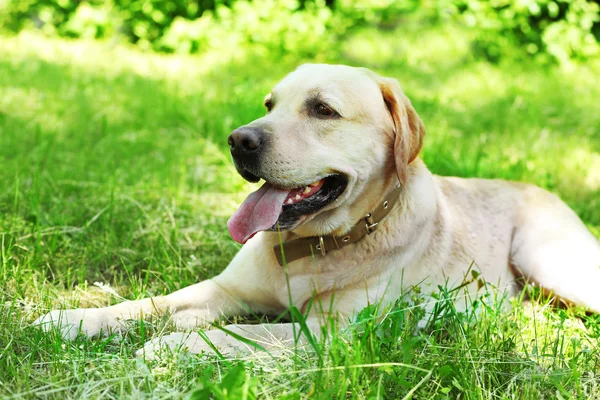 Mignon chien reposant sur fond d'herbe verte — Photo