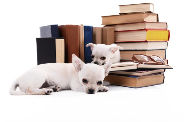 Adorable chihuahua dogs and heap of books isolated on white — Stock Photo, Image