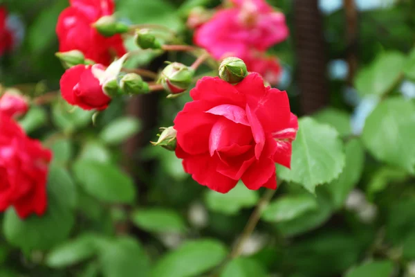 Lindas rosas em arbusto verde — Fotografia de Stock